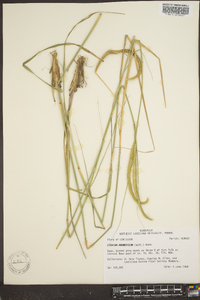 Ctenium aromaticum image