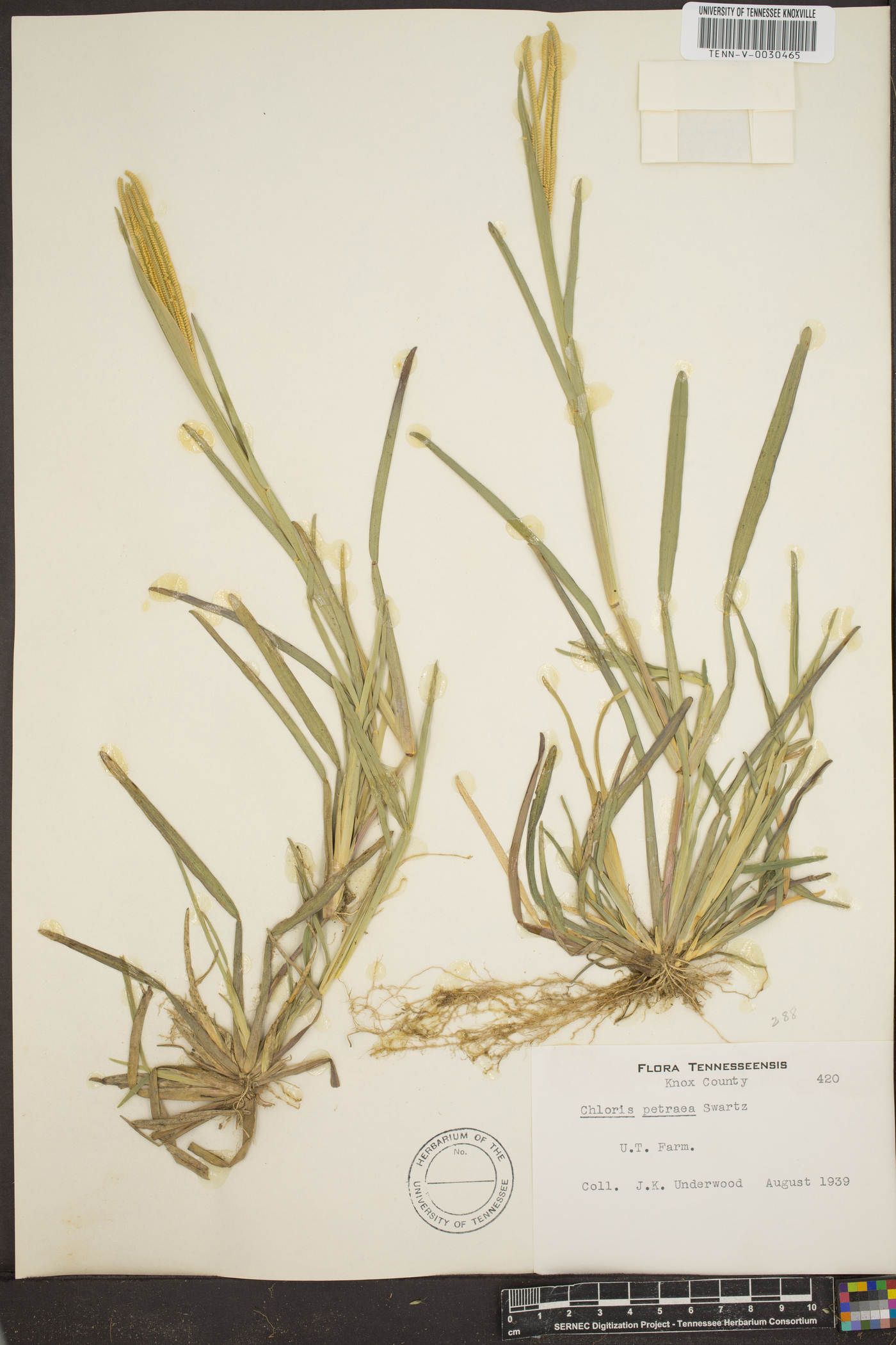 Eustachys petraea image