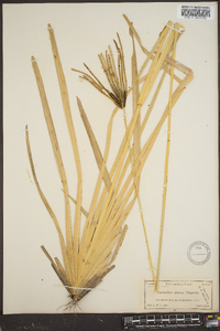 Eustachys glauca image