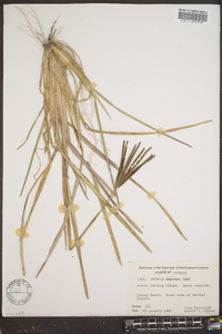 Eustachys petraea image