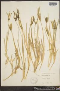 Eustachys petraea image