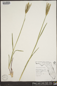 Eustachys petraea image