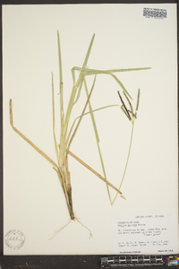 Eustachys petraea image