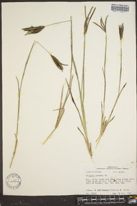 Eustachys petraea image