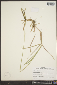 Eustachys petraea image