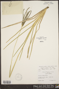 Eustachys petraea image