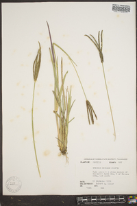 Eustachys petraea image
