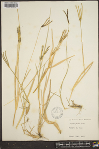 Eustachys petraea image