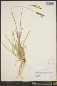 Eustachys petraea image