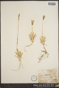 Eustachys petraea image