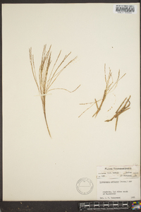 Gymnopogon ambiguus image