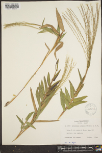 Gymnopogon ambiguus image