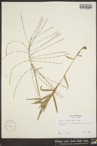 Gymnopogon ambiguus image