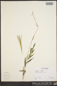 Gymnopogon brevifolius image