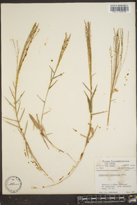 Gymnopogon brevifolius image