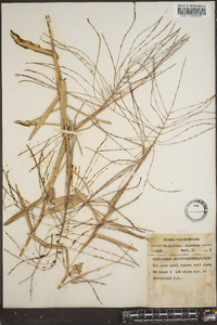 Gymnopogon ambiguus image