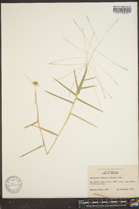 Gymnopogon ambiguus image