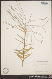Gymnopogon ambiguus image