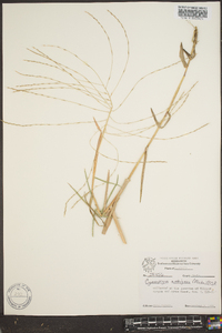 Gymnopogon ambiguus image