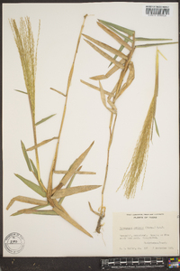 Gymnopogon ambiguus image