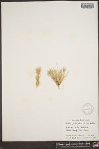 Dasyochloa pulchella image