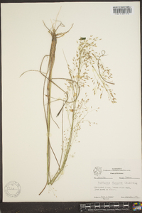 Redfieldia flexuosa image