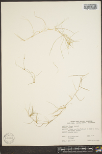 Molinia caerulea image