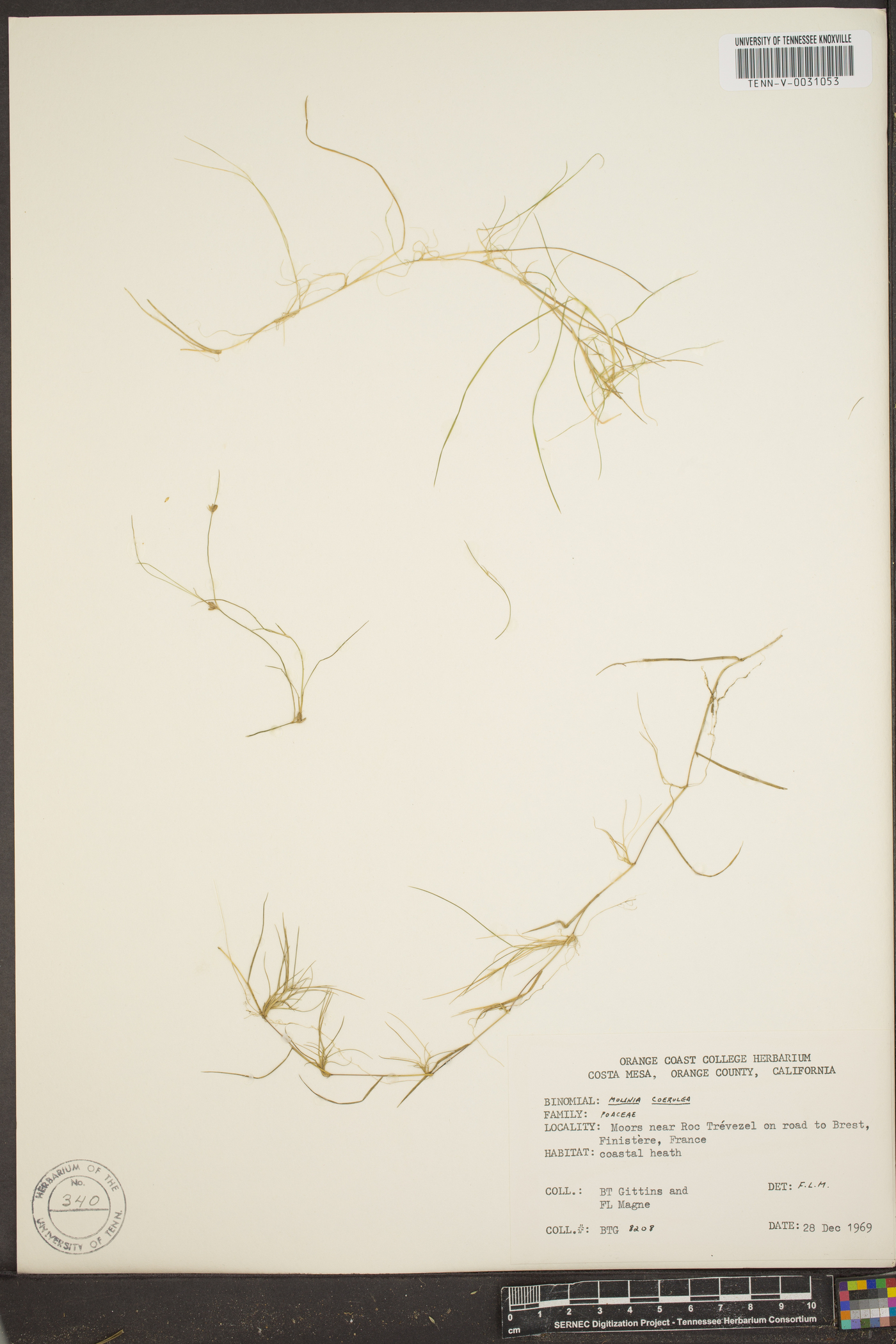 Molinia caerulea image