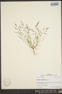 Eragrostis capillaris image