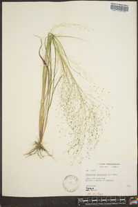 Eragrostis capillaris image