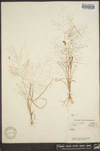 Eragrostis capillaris image