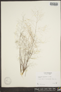 Eragrostis capillaris image