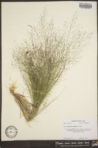 Eragrostis capillaris image