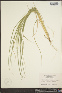 Eragrostis capillaris image