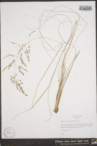 Eragrostis curvula image