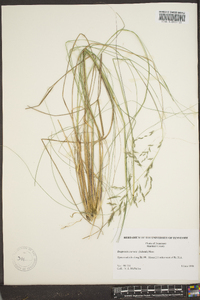 Eragrostis curvula image