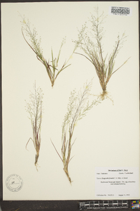 Eragrostis frankii image