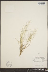 Eragrostis frankii image