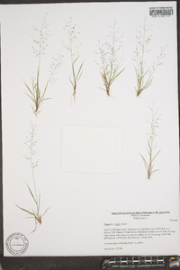 Eragrostis frankii image