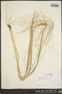 Eragrostis intermedia image