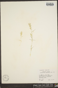 Eragrostis hypnoides image