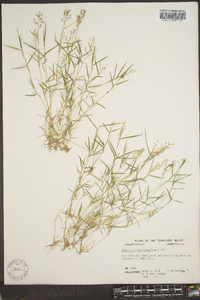 Eragrostis hypnoides image