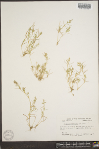 Eragrostis hypnoides image