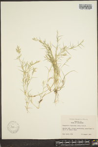 Eragrostis hypnoides image