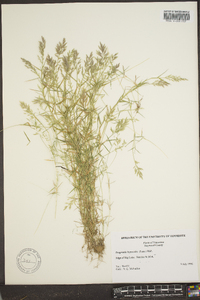 Eragrostis hypnoides image