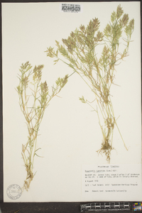 Eragrostis hypnoides image