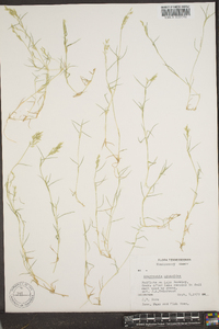 Eragrostis hypnoides image