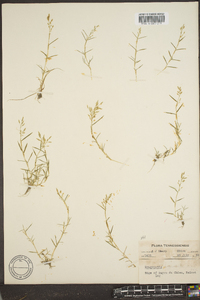 Eragrostis hypnoides image