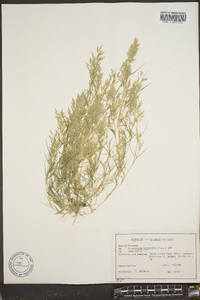 Eragrostis hypnoides image