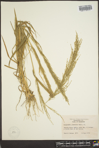 Eragrostis japonica image